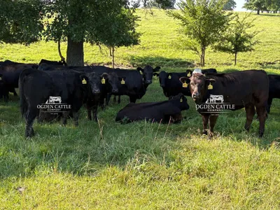 cattle listing photo