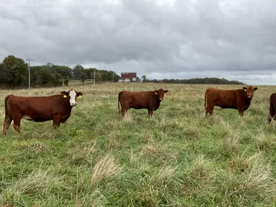 cattle listing photo