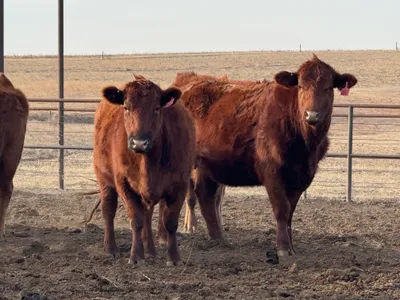 cattle listing photo