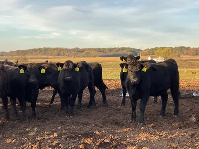 cattle listing photo