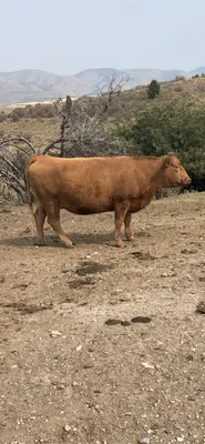 cattle listing photo