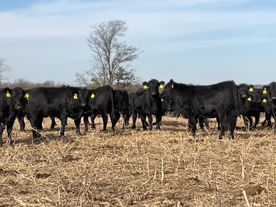 cattle listing photo