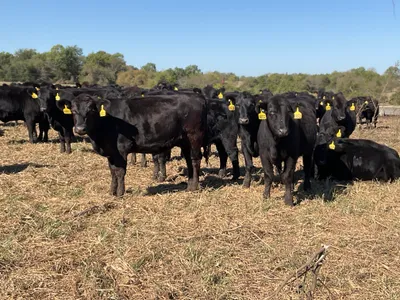 cattle listing photo