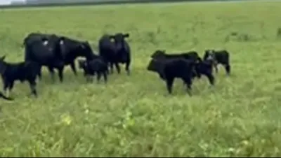 cattle listing photo