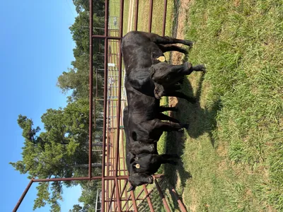 cattle listing photo