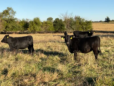 cattle listing photo