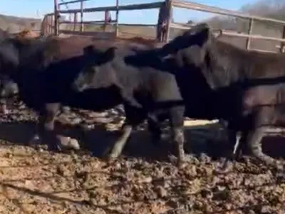 cattle listing photo