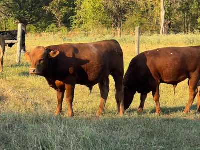 cattle listing photo