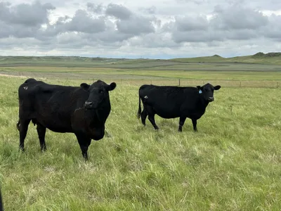 cattle listing photo