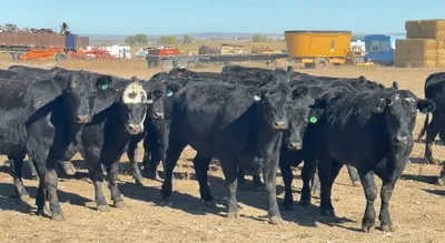 cattle listing photo