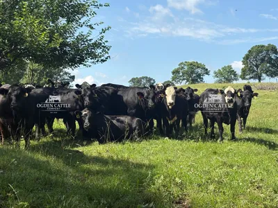 cattle listing photo