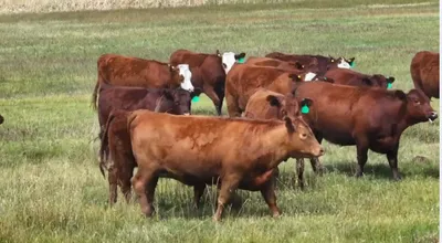 cattle listing photo