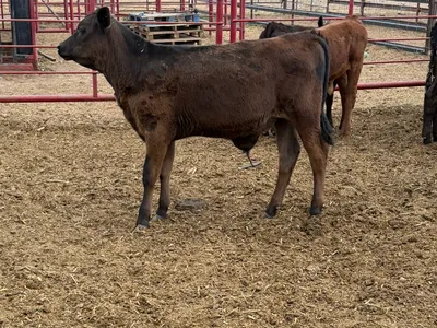cattle listing photo