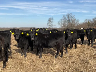 cattle listing photo