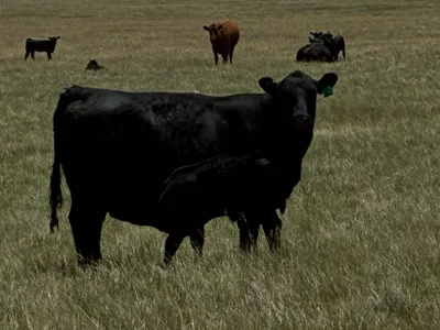 cattle listing photo
