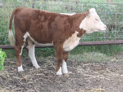 cattle listing photo
