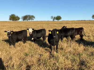 cattle listing photo