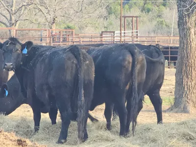 cattle listing photo