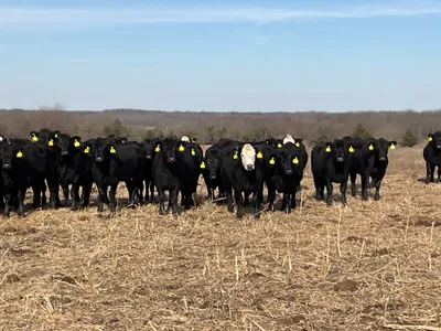 cattle listing photo