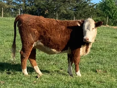 cattle listing photo
