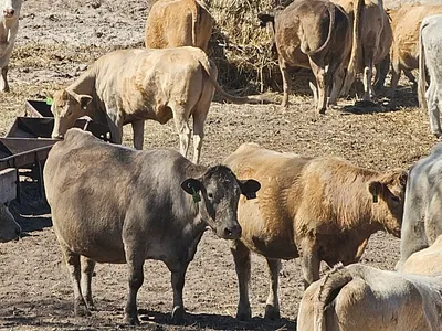 cattle listing photo