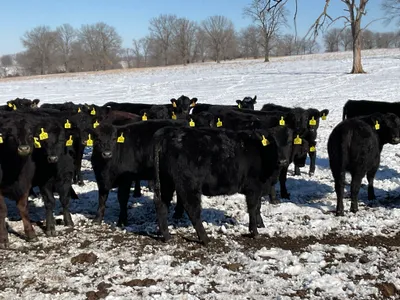 cattle listing photo