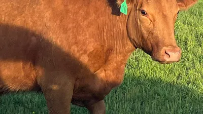 cattle listing photo