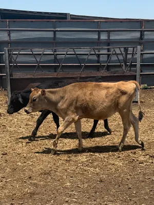 cattle listing photo