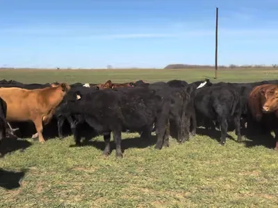 cattle listing photo