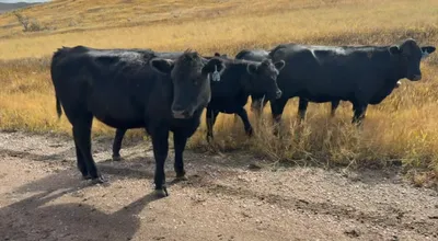 cattle listing photo