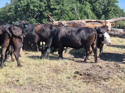 cattle listing photo