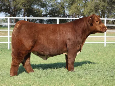cattle listing photo