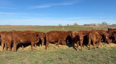 cattle listing photo