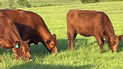 cattle listing photo
