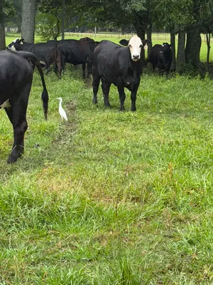 cattle listing photo