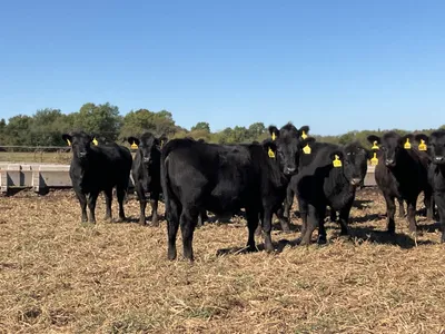 cattle listing photo