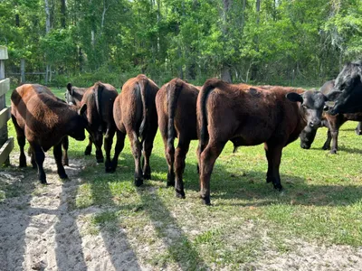 cattle listing photo