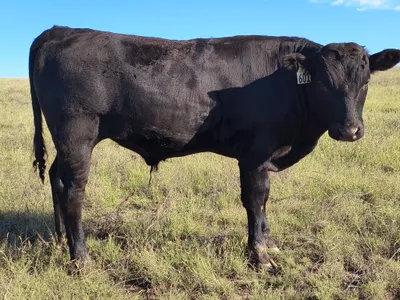 cattle listing photo
