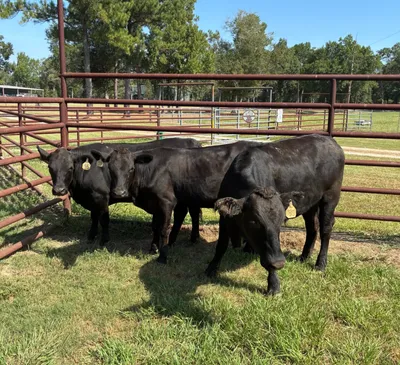cattle listing photo