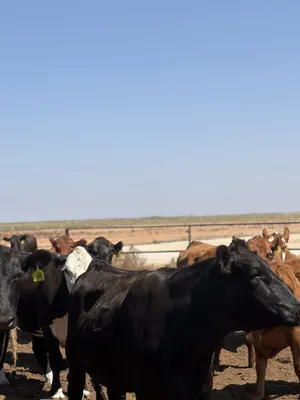 cattle listing photo