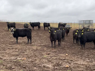 cattle listing photo