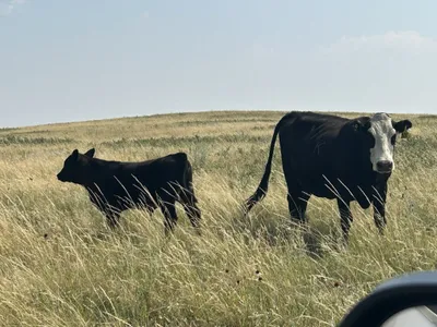cattle listing photo