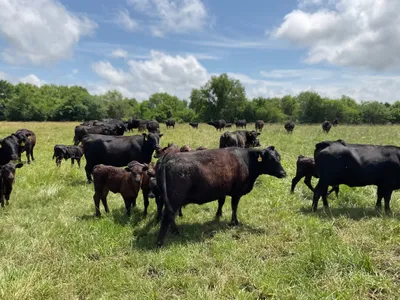 cattle listing photo