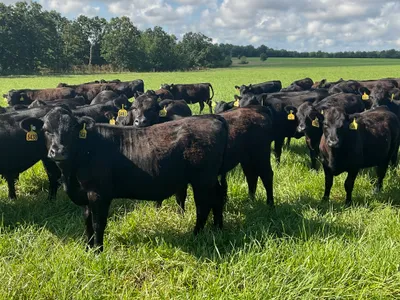 cattle listing photo