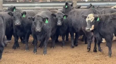 cattle listing photo