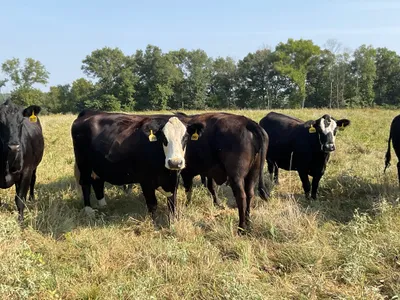 cattle listing photo