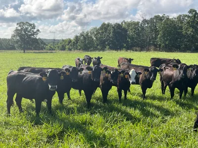 cattle listing photo