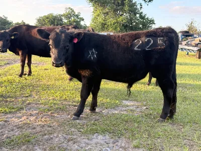 cattle listing photo