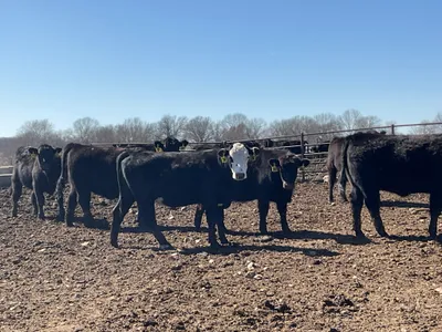 cattle listing photo