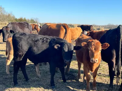 cattle listing photo